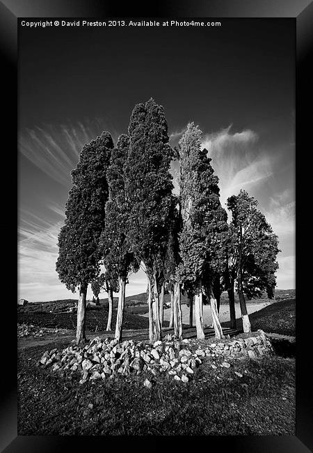 Tuscan Trees Framed Print by David Preston