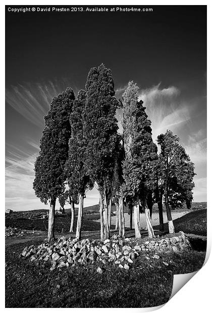 Tuscan Trees Print by David Preston