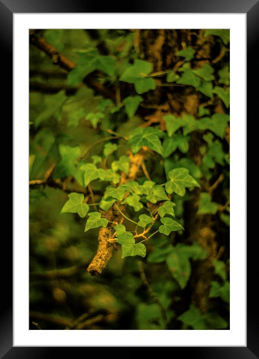 Common Ivy Framed Mounted Print by Dawn O'Connor