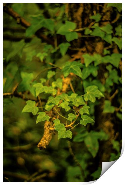 Common Ivy Print by Dawn O'Connor