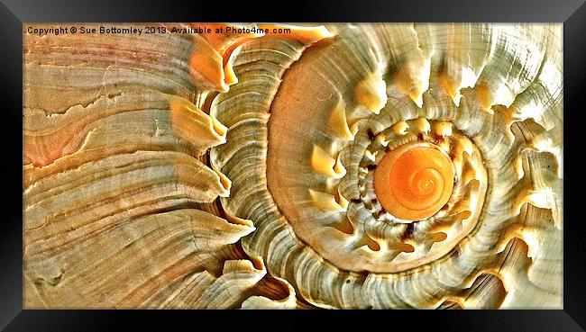 Sea Shell Framed Print by Sue Bottomley