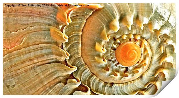 Sea Shell Print by Sue Bottomley