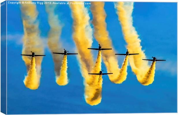 Yak Display Team Canvas Print by Anthony Rigg