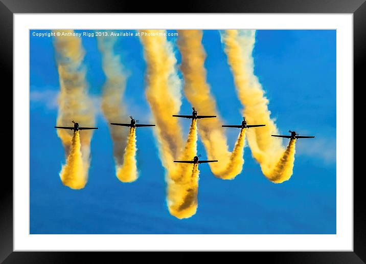 Yak Display Team Framed Mounted Print by Anthony Rigg