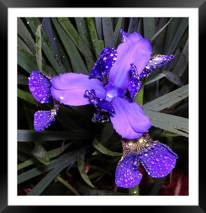 Wet Japenese Iris Framed Mounted Print by james balzano, jr.