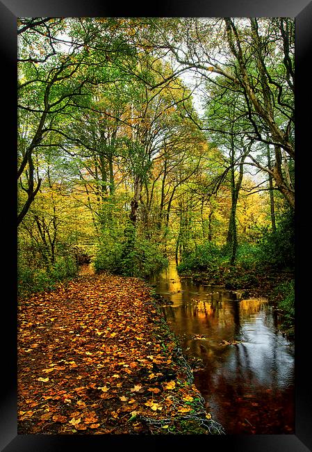 Autumn Gold Framed Print by Darren Galpin