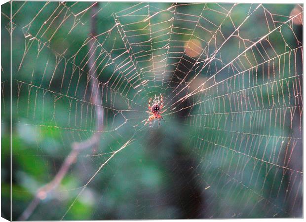 Spider and Web Canvas Print by Pics by Jody Adams