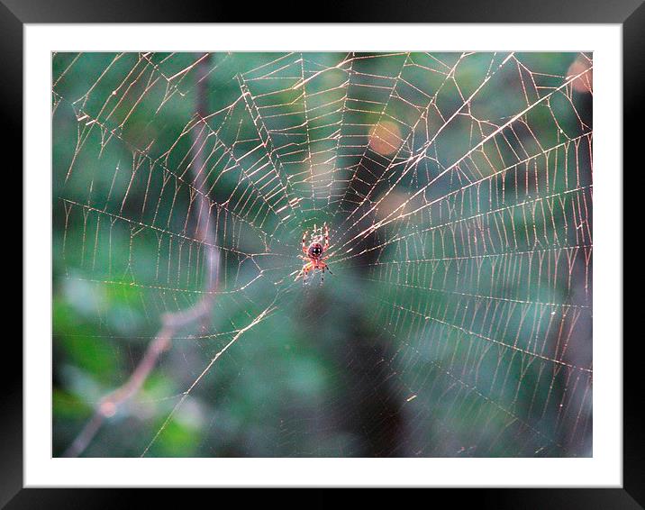 Spider and Web Framed Mounted Print by Pics by Jody Adams
