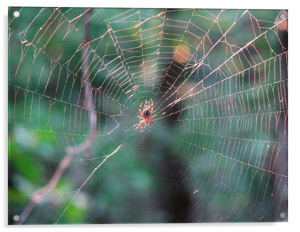 Spider and Web Acrylic by Pics by Jody Adams