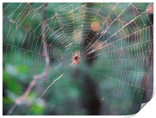 Spider and Web Print by Pics by Jody Adams