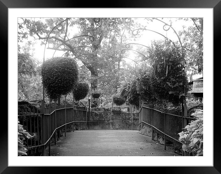 BW Planters Framed Mounted Print by Pics by Jody Adams