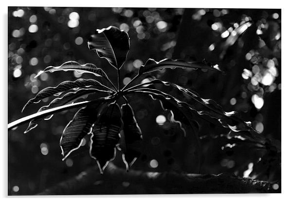 Monochrome leaf Acrylic by Nicholas Burningham