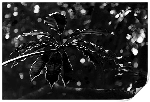Monochrome leaf Print by Nicholas Burningham