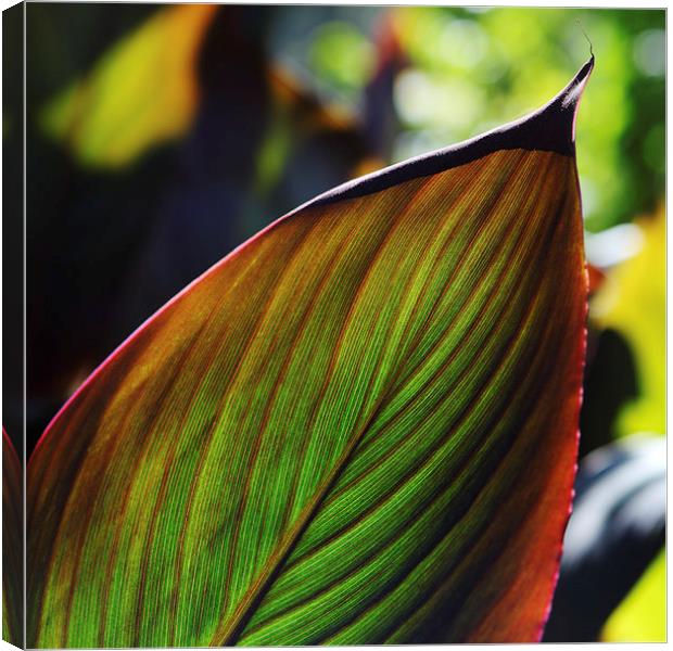 Colorful tropical leaf in the Fall Canvas Print by Nicholas Burningham