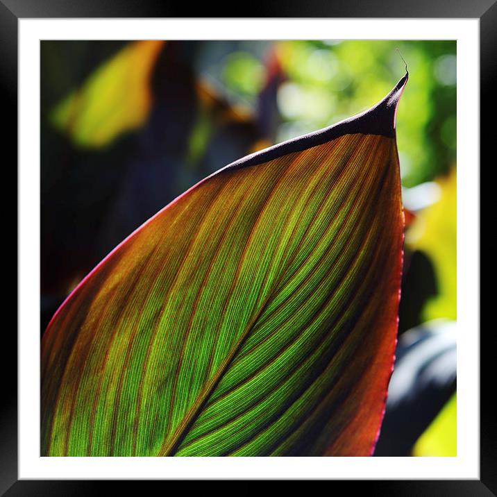 Colorful tropical leaf in the Fall Framed Mounted Print by Nicholas Burningham
