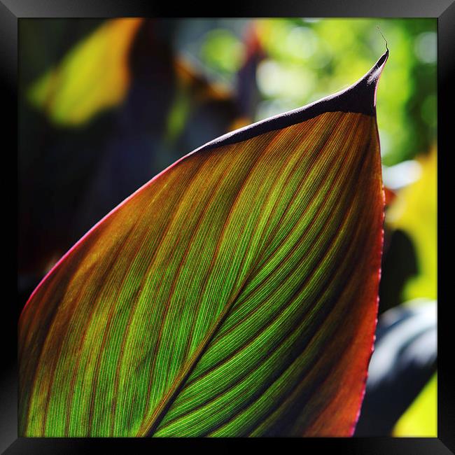 Colorful tropical leaf in the Fall Framed Print by Nicholas Burningham