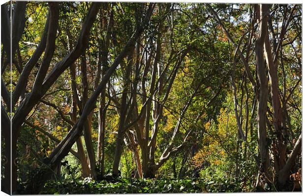 In the woods Canvas Print by Nicholas Burningham