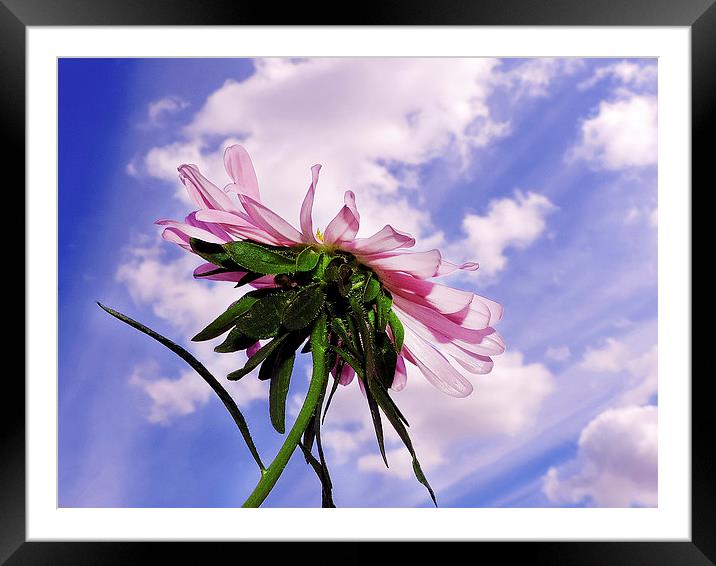 2335-pink flower Framed Mounted Print by elvira ladocki