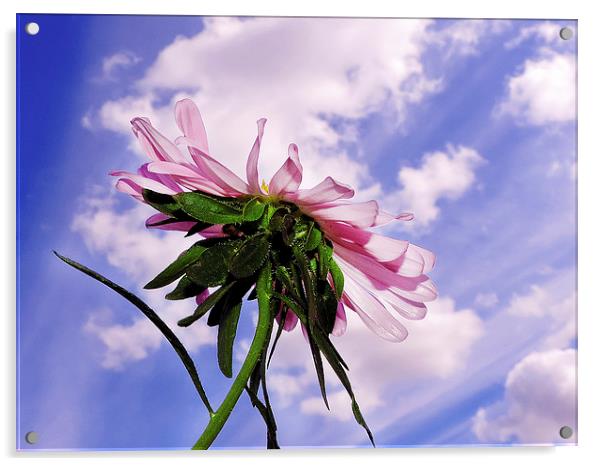 2335-pink flower Acrylic by elvira ladocki