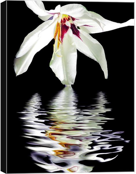 2340-white flower Canvas Print by elvira ladocki
