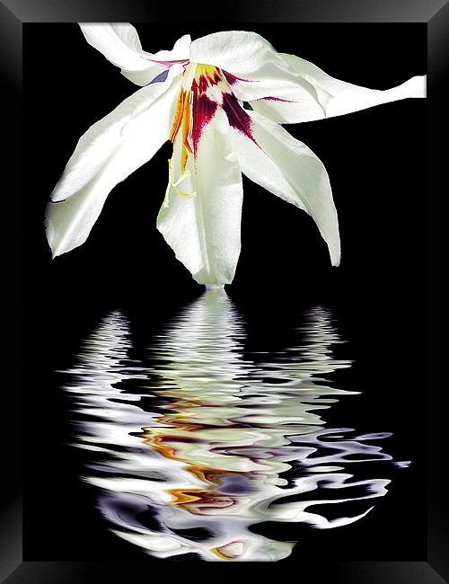 2340-white flower Framed Print by elvira ladocki
