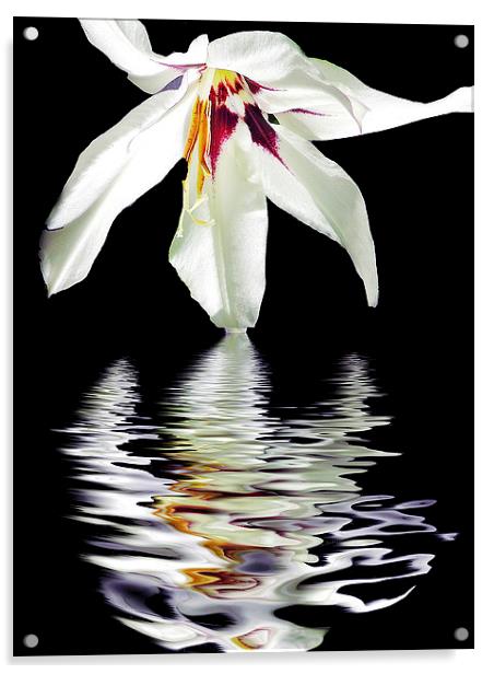 2340-white flower Acrylic by elvira ladocki