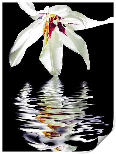 2340-white flower Print by elvira ladocki