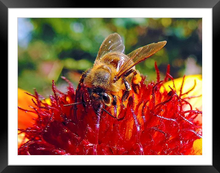 bee on flower Framed Mounted Print by elvira ladocki