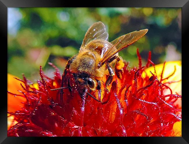 bee on flower Framed Print by elvira ladocki