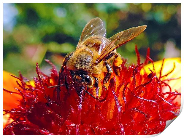 bee on flower Print by elvira ladocki