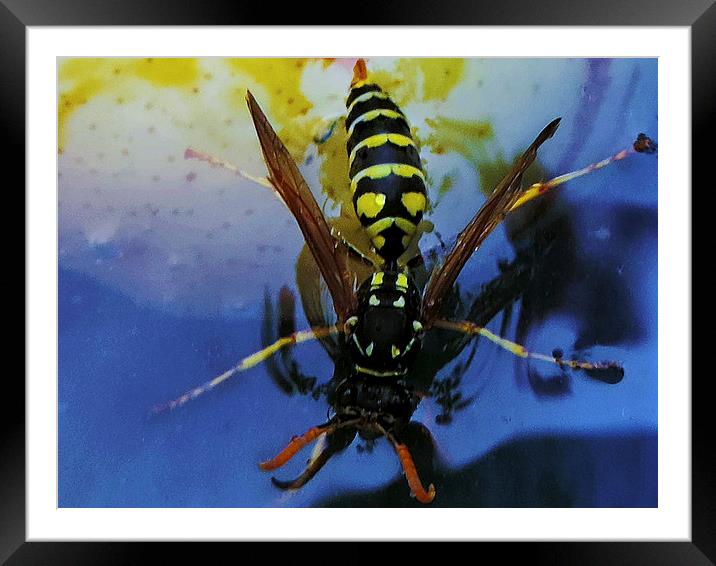 bee on pear Framed Mounted Print by elvira ladocki