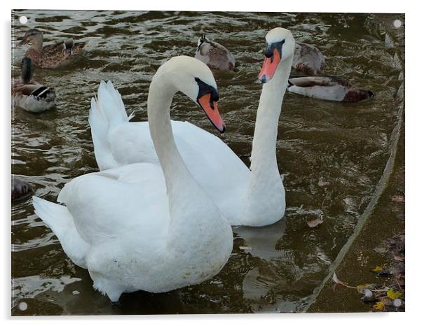 Swan Lake Acrylic by Stephen Cocking