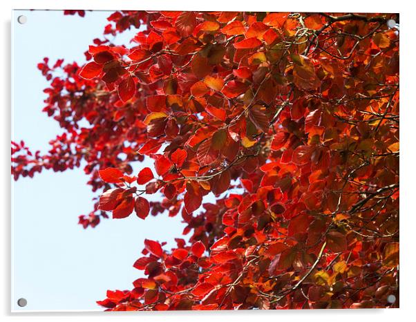 beech Acrylic by Victor Burnside