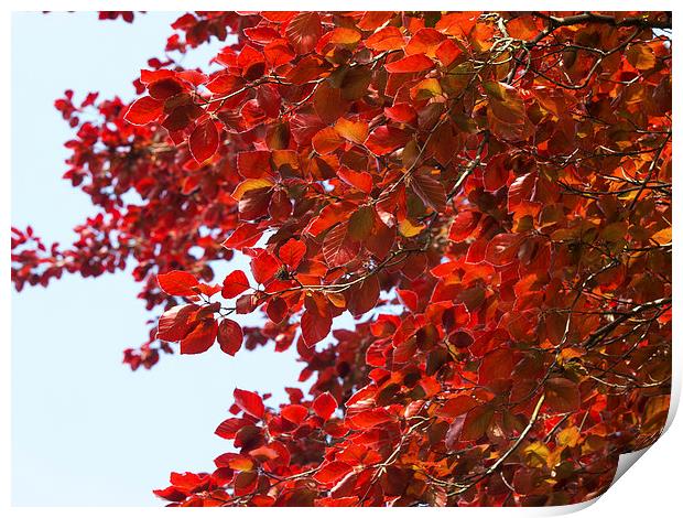 beech Print by Victor Burnside