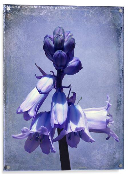 Bluebell Acrylic by Lynn Bolt