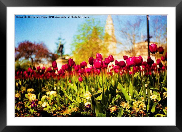 Cardiff Tulips Framed Mounted Print by Richard Parry