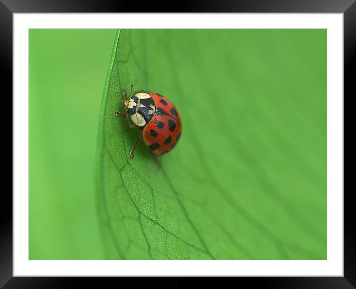 Ladybird Framed Mounted Print by Victor Burnside