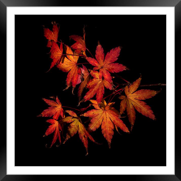 Autumn Fire Framed Mounted Print by Nigel Jones