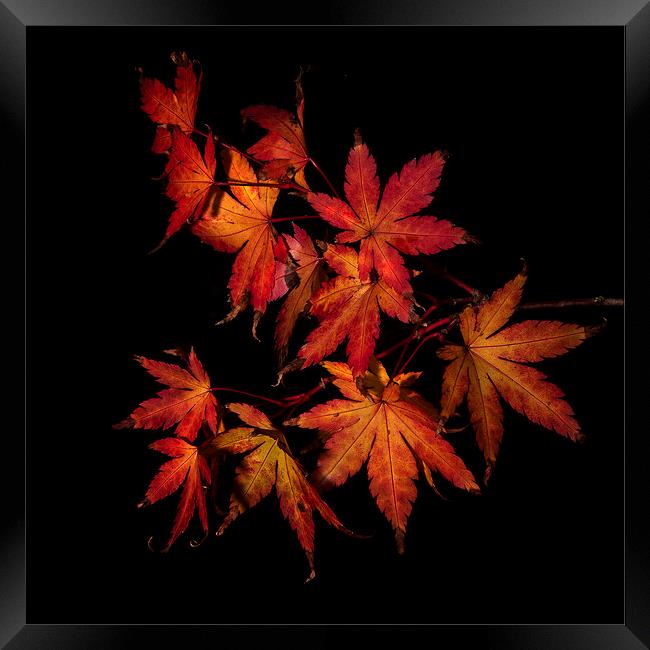 Autumn Fire Framed Print by Nigel Jones