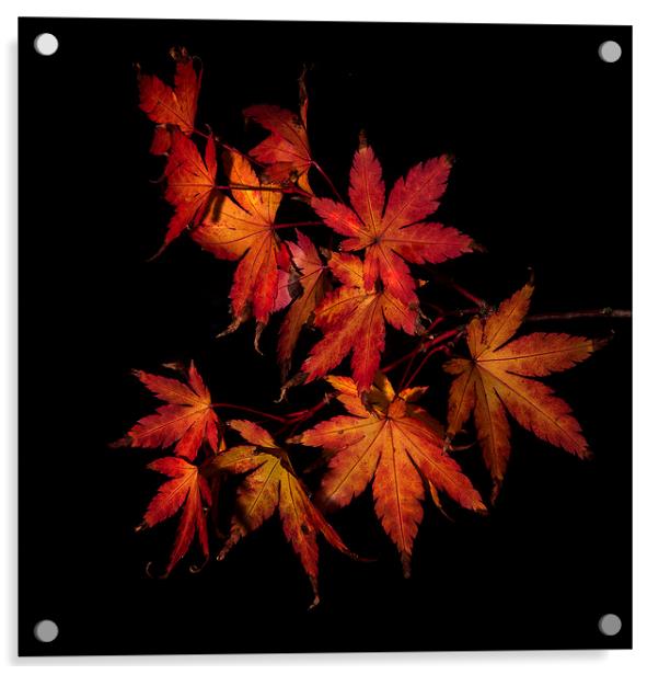 Autumn Fire Acrylic by Nigel Jones