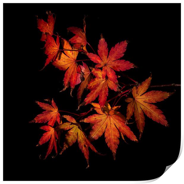 Autumn Fire Print by Nigel Jones