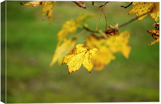 leaf in autumn colours Canvas Print by Thanet Photos