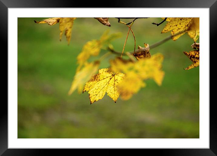 leaf in autumn colours Framed Mounted Print by Thanet Photos