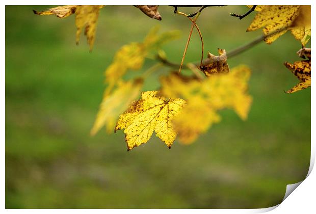 leaf in autumn colours Print by Thanet Photos