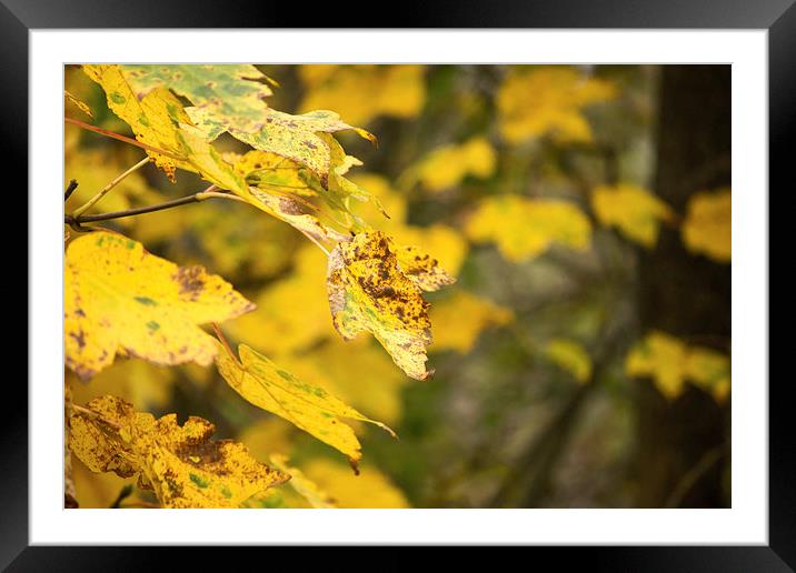 leaves in autumn Framed Mounted Print by Thanet Photos