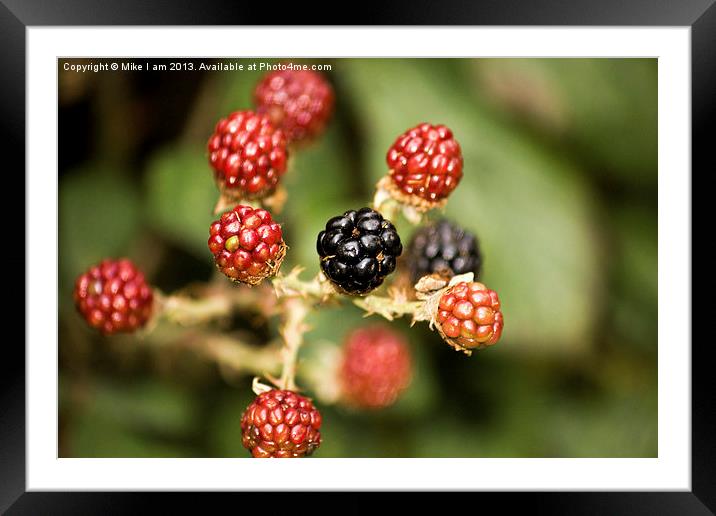 Blackberries Framed Mounted Print by Thanet Photos