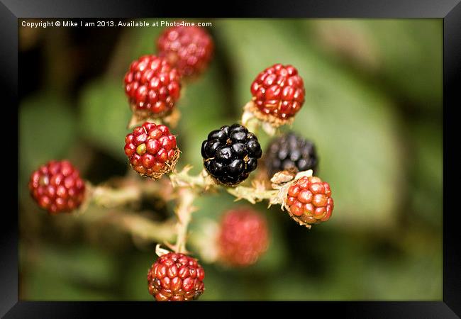 Blackberries Framed Print by Thanet Photos