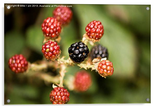 Blackberries Acrylic by Thanet Photos