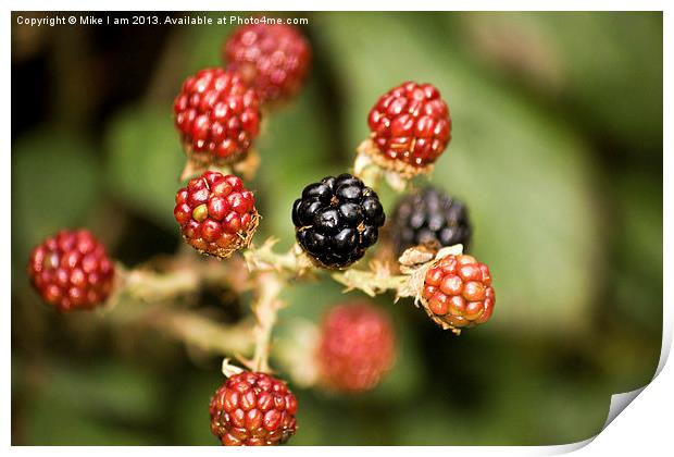 Blackberries Print by Thanet Photos