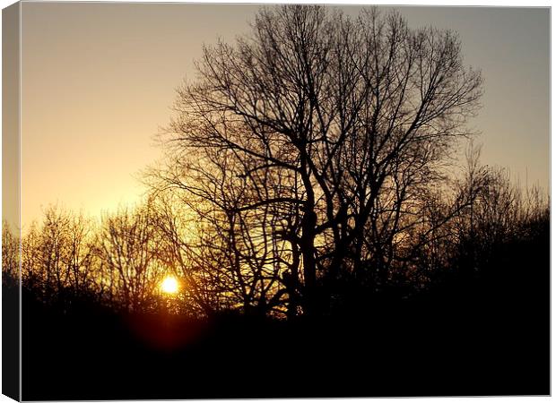 Sunset Silhouette Tree Canvas Print by Tim Smith